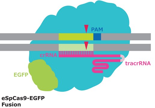 eSpCas9-GFP蛋白质 from&nbsp;Streptococcus pyogenes with mutations conferring enhanced specificity, fused with enhanced GFP, recombinant, expressed in&nbsp;E. coli, 3X NLS