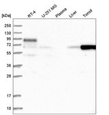 Anti-FBXO7 antibody produced in rabbit Prestige Antibodies® Powered by Atlas Antibodies, affinity isolated antibody