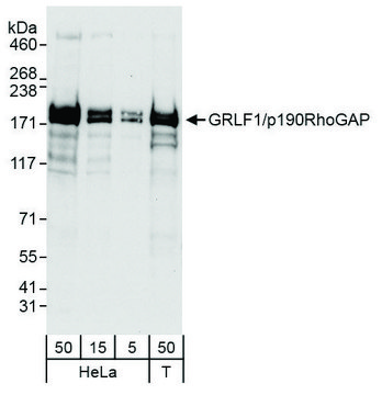 Rabbit anti-GRLF1/p190RhoGAP Antibody, Affinity Purified Powered by Bethyl Laboratories, Inc.