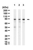 Anti-DCLK1-L Antibody, clone 1D16 ZooMAb® Rabbit Monoclonal recombinant, expressed in HEK 293 cells
