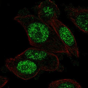 Anti-PGAM1 antibody produced in rabbit Prestige Antibodies&#174; Powered by Atlas Antibodies, affinity isolated antibody