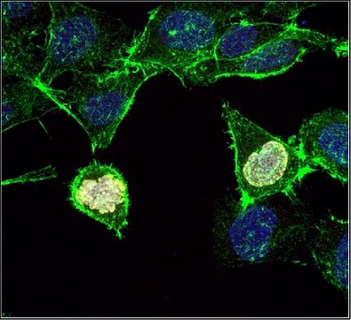 Anti-phospho Histone H3 (Ser10), clone 3H10, Alexa Fluor&#8482; 647 Antibody clone 3H10, from mouse, ALEXA FLUOR&#8482; 647