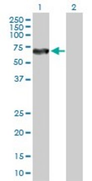 Anti-DPYSL5 antibody produced in rabbit purified immunoglobulin, buffered aqueous solution