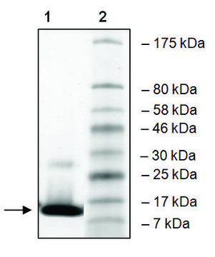 GCN5 (727-837) human recombinant, expressed in E. coli, &#8805;90% (SDS-PAGE)