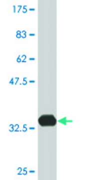 Monoclonal Anti-ATOX1 antibody produced in mouse clone 3A1, ascites fluid, solution