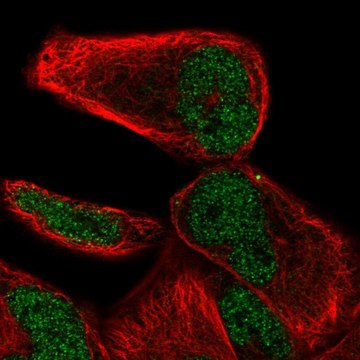 Anti-NHLRC2 antibody produced in rabbit Prestige Antibodies&#174; Powered by Atlas Antibodies, affinity isolated antibody