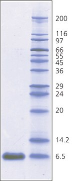 抑肽酶 来源于牛肺 BioUltra, 3-8&#160;TIU/mg solid, &#8805;98% (SDS-PAGE)