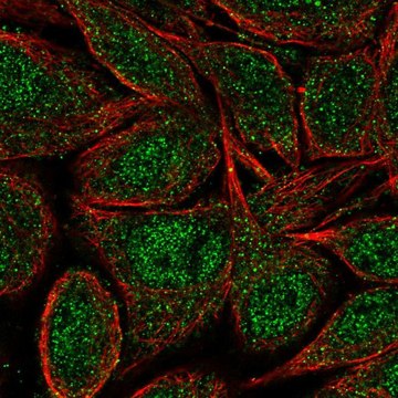 Anti-ZNF34 antibody produced in rabbit Prestige Antibodies&#174; Powered by Atlas Antibodies, affinity isolated antibody