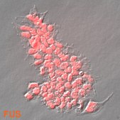 HEK293 FUS Knockout Human Cell Line