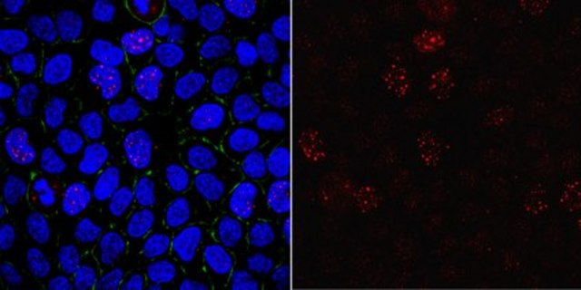 Anti-phospho Mis18-binding protein 1 (Thr702) Antibody from rabbit, purified by affinity chromatography