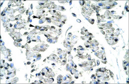 Anti-TBX21 antibody produced in rabbit affinity isolated antibody