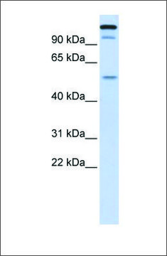 Anti-UHRF2 antibody produced in rabbit affinity isolated antibody