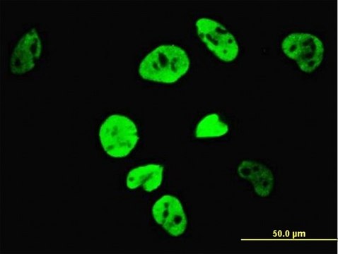 Monoclonal Anti-TCF7L2 antibody produced in mouse clone 1A1, purified immunoglobulin, buffered aqueous solution