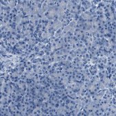 Anti-CDHR2 antibody produced in rabbit Prestige Antibodies® Powered by Atlas Antibodies, affinity isolated antibody, buffered aqueous glycerol solution