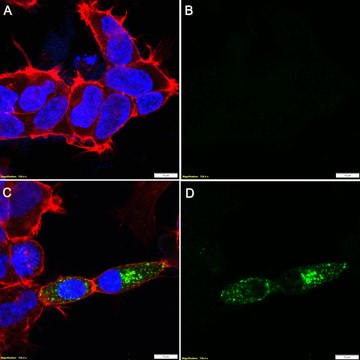 Anti-V5 Tag Antibody, clone 1K20-L2 ZooMAb&#174; Rabbit Monoclonal recombinant, expressed in HEK 293 cells