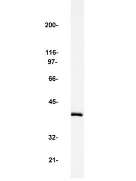 Anti-MAP Kinase 2/Erk2 Antibody Upstate&#174;, from rabbit