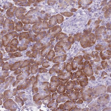 Anti-HYOU1 antibody produced in rabbit Prestige Antibodies&#174; Powered by Atlas Antibodies, affinity isolated antibody, buffered aqueous glycerol solution