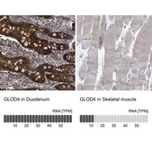 Anti-GLOD4 antibody produced in rabbit Prestige Antibodies® Powered by Atlas Antibodies, affinity isolated antibody, buffered aqueous glycerol solution, Ab1