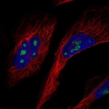 Anti-GLTSCR2 antibody produced in rabbit Prestige Antibodies&#174; Powered by Atlas Antibodies, affinity isolated antibody