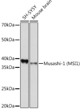 Anti-Musashi-1 (MSI1) Antibody, clone 9S7Y1, Rabbit Monoclonal