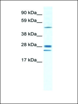 Anti-GJB2 antibody produced in rabbit IgG fraction of antiserum