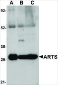 Anti-ARTS antibody produced in rabbit affinity isolated antibody, buffered aqueous solution