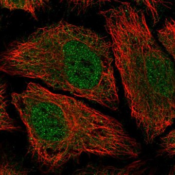 Anti-PDE8B antibody produced in rabbit Prestige Antibodies&#174; Powered by Atlas Antibodies, affinity isolated antibody