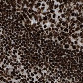 Anti-LUC7L3 antibody produced in rabbit Prestige Antibodies® Powered by Atlas Antibodies, affinity isolated antibody, buffered aqueous glycerol solution, Ab3