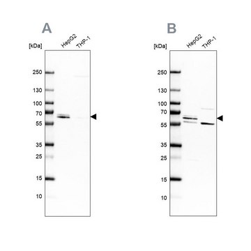 Anti-CDR2 antibody produced in rabbit Prestige Antibodies&#174; Powered by Atlas Antibodies, affinity isolated antibody, buffered aqueous glycerol solution