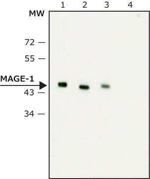 Monoclonal Anti-MAGE-1 小鼠抗 ~2&#160;mg/mL, clone MA454, purified immunoglobulin, buffered aqueous solution