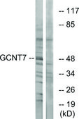 Anti-GCNT7 antibody produced in rabbit affinity isolated antibody