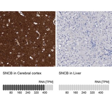 Anti-SNCB antibody produced in rabbit Prestige Antibodies&#174; Powered by Atlas Antibodies, affinity isolated antibody, buffered aqueous glycerol solution