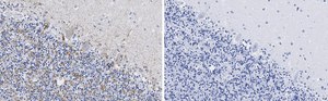 Anti-VGAT Antibody, clone 2E6 ZooMAb® Rabbit Monoclonal recombinant, expressed in HEK 293 cells