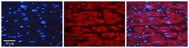 Anti-GAPDH affinity isolated antibody