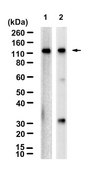 Anti-CD41/ITGA2B Antibody, clone 1F9 ZooMAb® Rabbit Monoclonal recombinant, expressed in HEK 293 cells