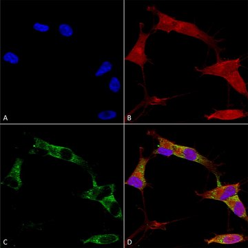 Monoclonal Anti-Vdac1 antibody produced in mouse clone S152B-23, purified immunoglobulin