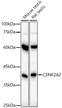 Anti-CSNK2A2 Antibody, clone 3W5P4, Rabbit Monoclonal