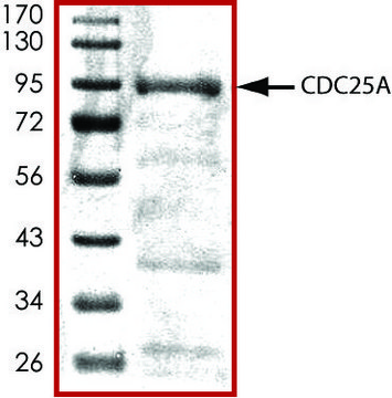 CDC25A, active, GST tagged human recombinant, expressed in baculovirus infected Sf9 cells, &#8805;70% (SDS-PAGE), buffered aqueous glycerol solution