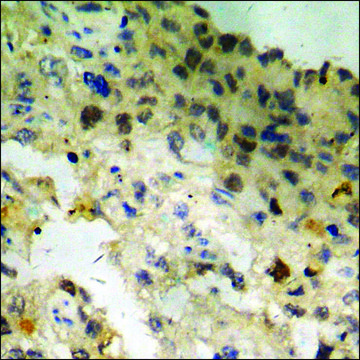 Anti-phospho-GATA4 (pSer105) antibody produced in rabbit affinity isolated antibody