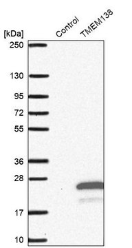 抗-TMEM138 兔抗 Prestige Antibodies&#174; Powered by Atlas Antibodies, affinity isolated antibody, buffered aqueous glycerol solution