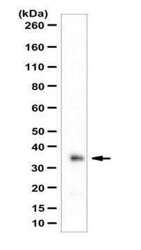 Anti-Cathepsin Z Antibody from rabbit, purified by affinity chromatography