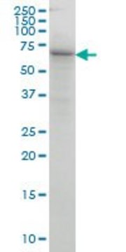 Monoclonal Anti-COG6 antibody produced in mouse clone 5B5, purified immunoglobulin, buffered aqueous solution