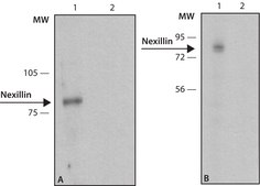 Anti-Nexilin antibody,Mouse monoclonal clone NX-38, purified from hybridoma cell culture