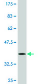 Monoclonal Anti-ZA20D1 antibody produced in mouse clone 2B4, purified immunoglobulin, buffered aqueous solution