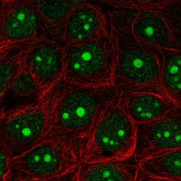 Anti-EXOSC5 antibody produced in rabbit Prestige Antibodies&#174; Powered by Atlas Antibodies, affinity isolated antibody