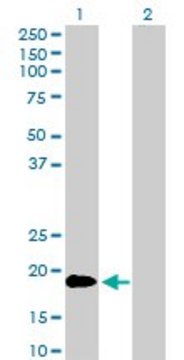 Anti-TNFSF18 antibody produced in rabbit purified immunoglobulin, buffered aqueous solution