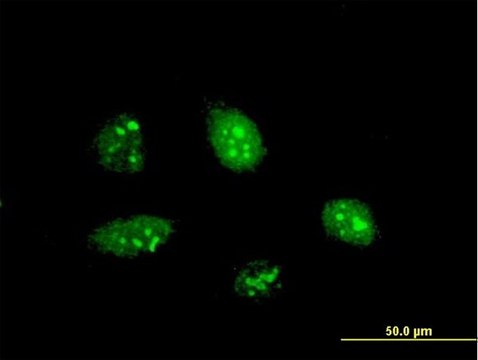 ANTI-PPARGC1A antibody produced in mouse clone 3B5, purified immunoglobulin, buffered aqueous solution