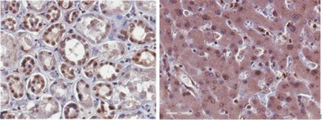 Anti-phospho-Rsk1 (Thr359/Ser363) Antibody from rabbit, purified by affinity chromatography