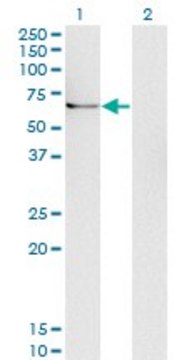 Monoclonal Anti-UBQLN1 antibody produced in mouse clone 1C6-B7, purified immunoglobulin, buffered aqueous solution