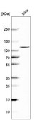 Anti-OTUD7B antibody produced in rabbit affinity isolated antibody, buffered aqueous glycerol solution